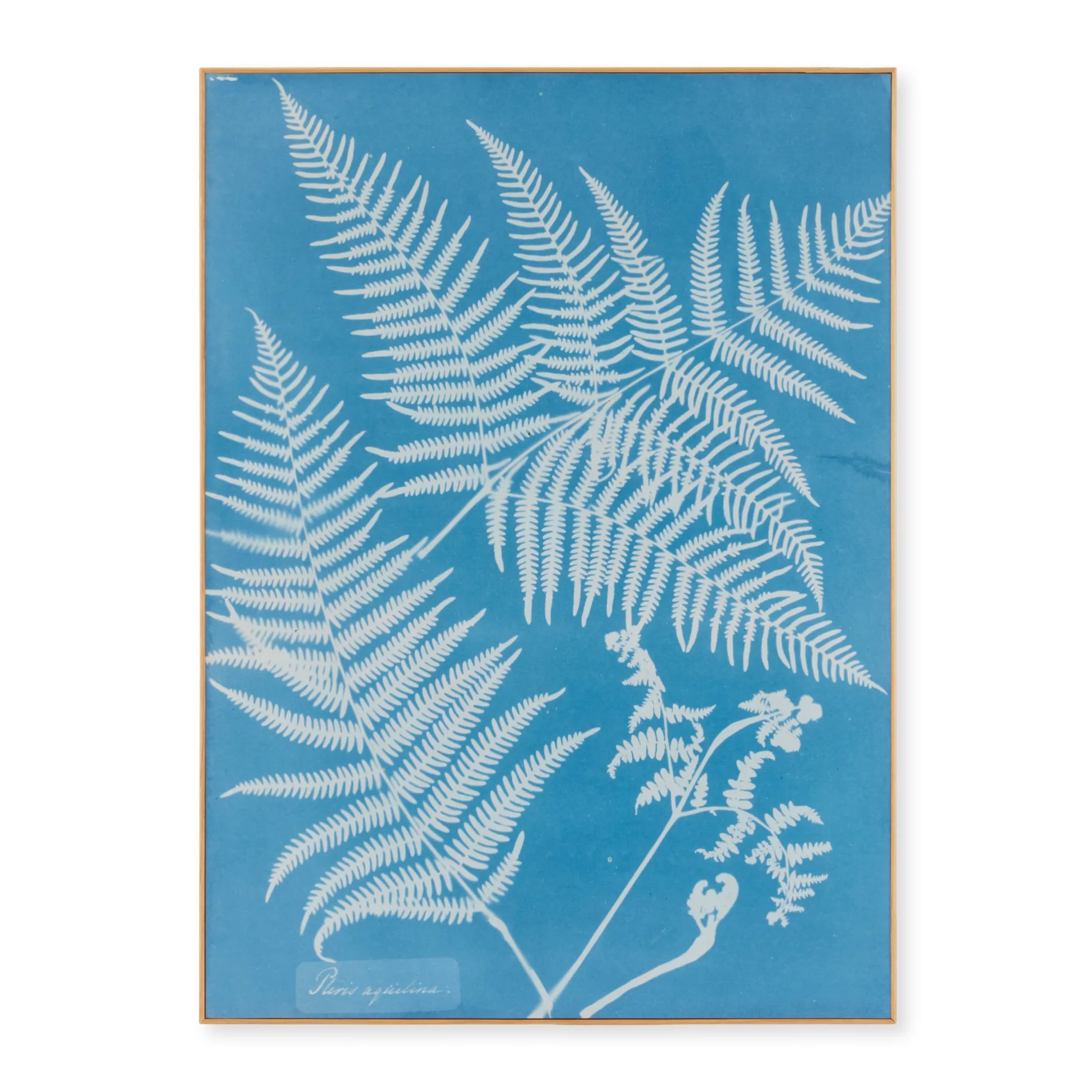 Anna Atkins Pteris Aquilina Framed Print