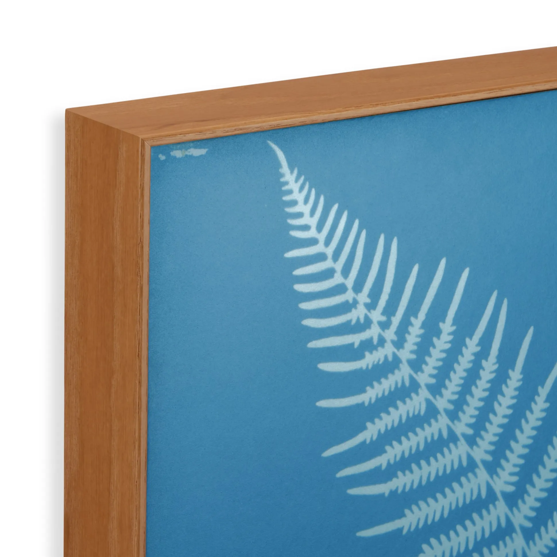 Anna Atkins Pteris Aquilina Framed Print