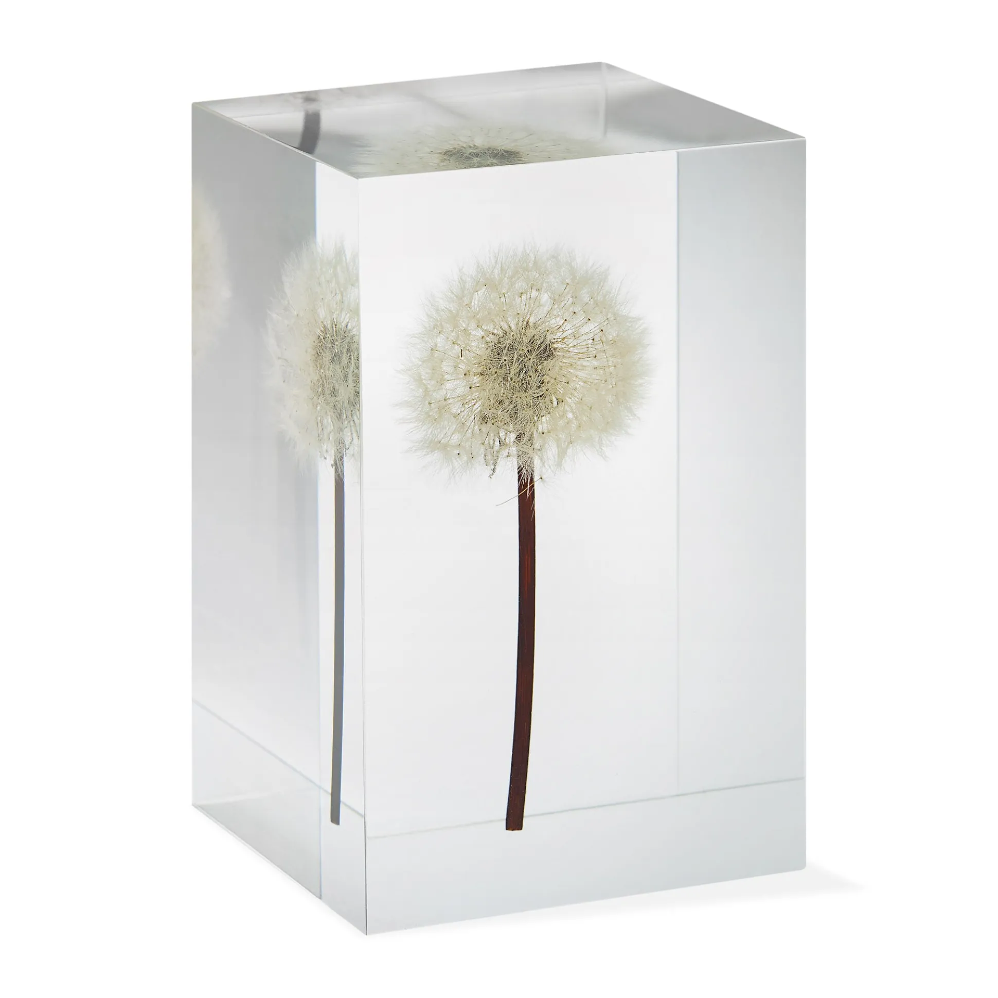 Dandelion Objet d'Art