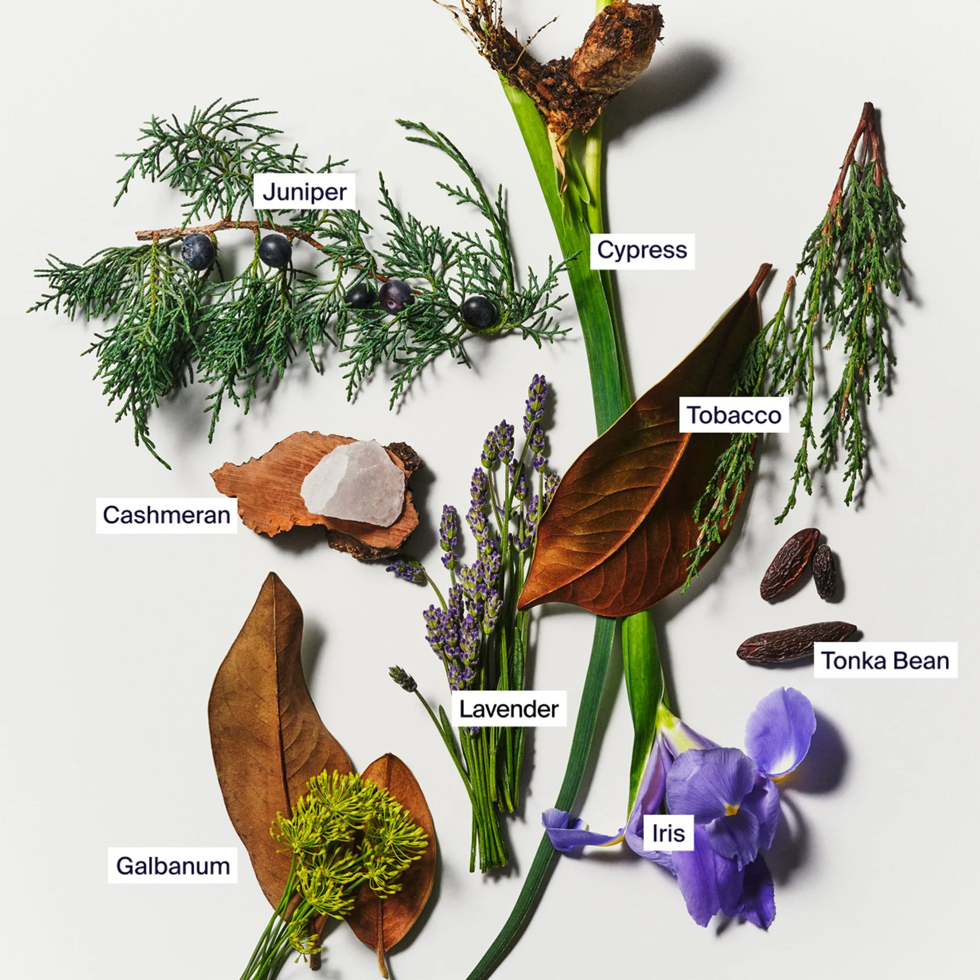 Horace L'étiquette Fragrance