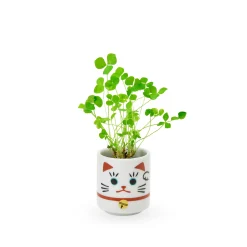 Lucky Mini Planter Kit - Cat / Clover