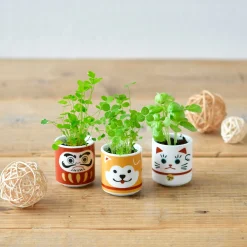 Lucky Mini Planter Kit - Cat / Clover