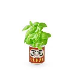 Lucky Mini Planter Kit - Daruma / Basil