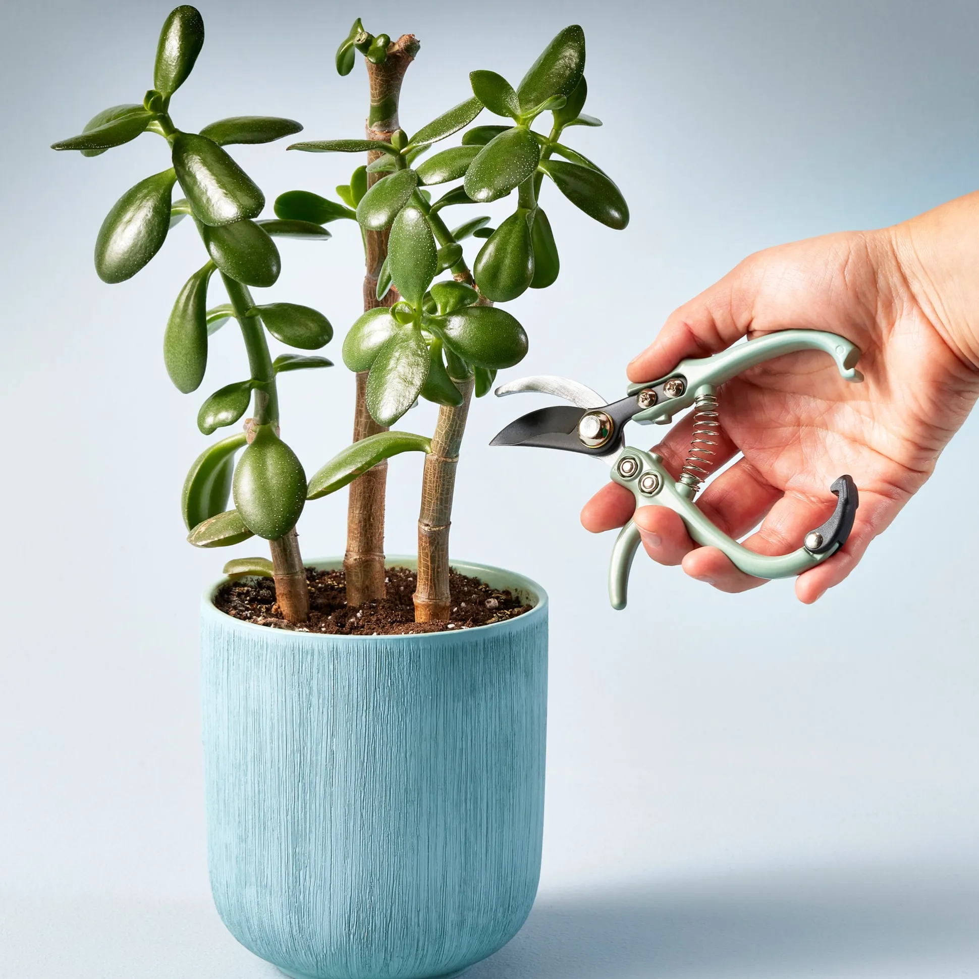 Modern Sprout Gardening Tool Pruners