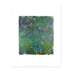 Monet: Agapanthus Print