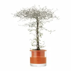 Self-Watering Wet Pots - Medium