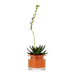 Self-Watering Wet Pots - X-Small