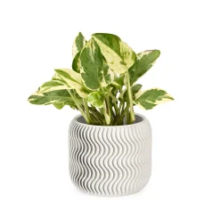 Wavy Pine 3D-Printed Planter
