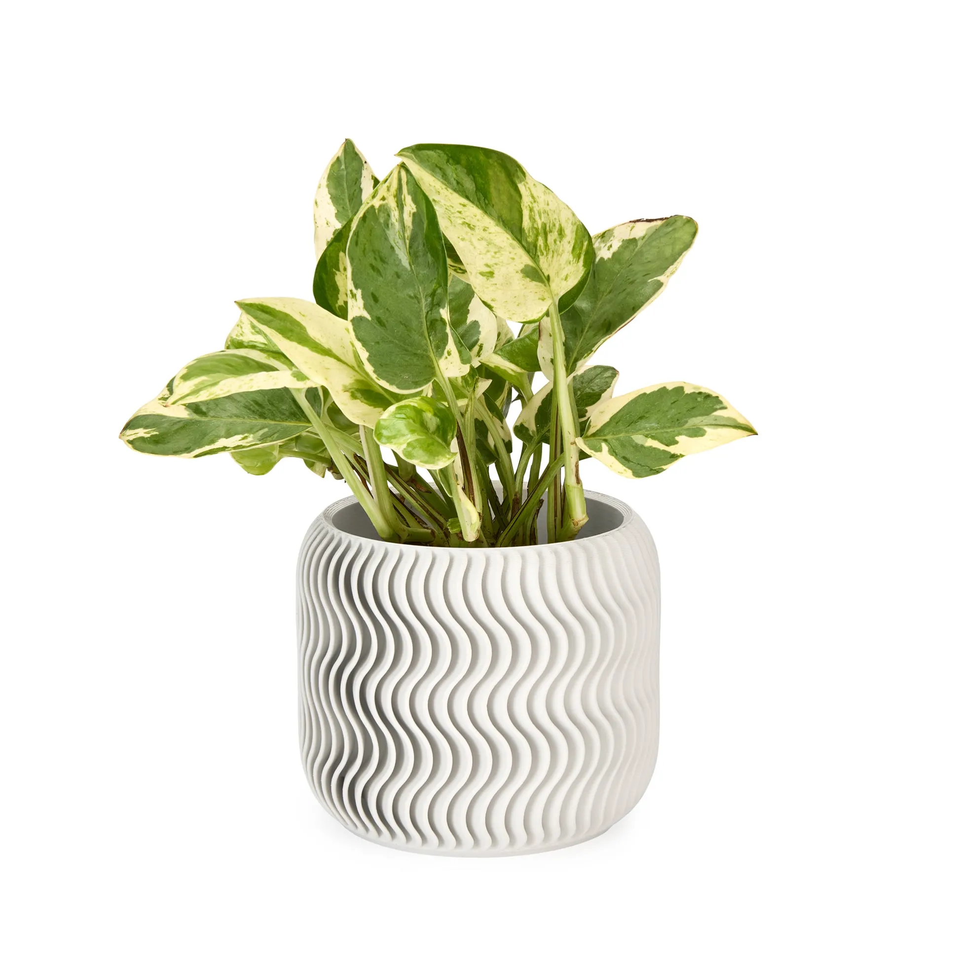 Wavy Pine 3D-Printed Planter