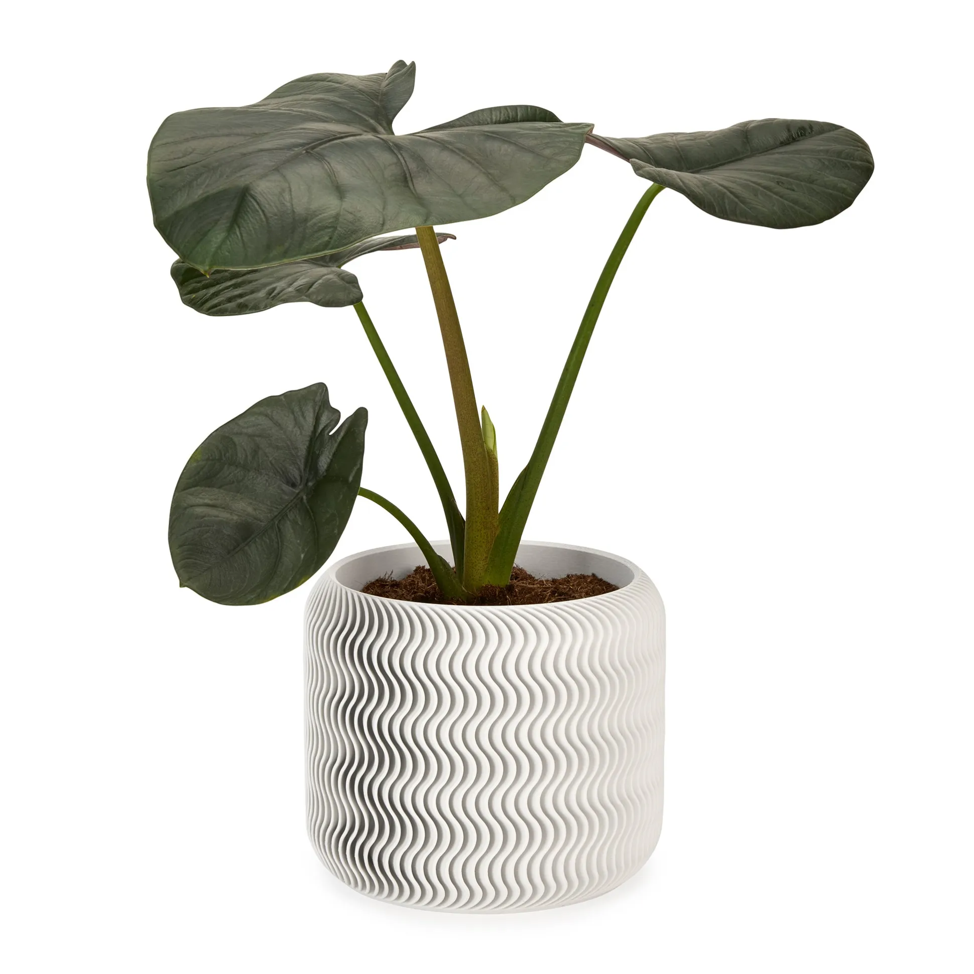 Wavy Pine 3D-Printed Planter
